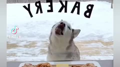 AWESOME VIDEOS OF VIRAL AND FUNNY DOGS!