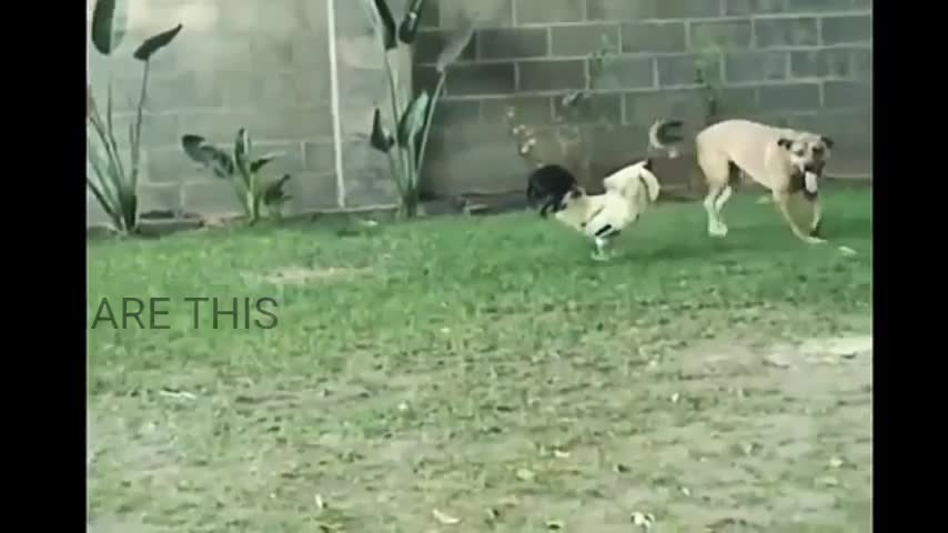 Rumble/dog vs hen viral video ,best animal video