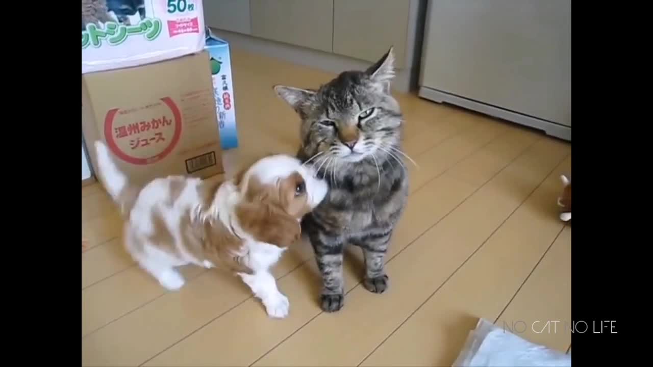 dog and cat funny grumpiness