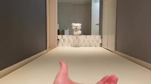 The best pets