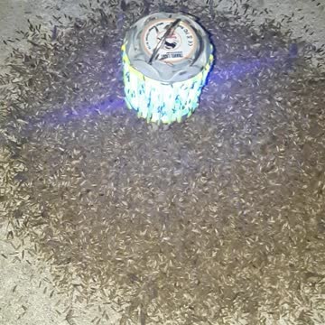 Attracted so many bugs