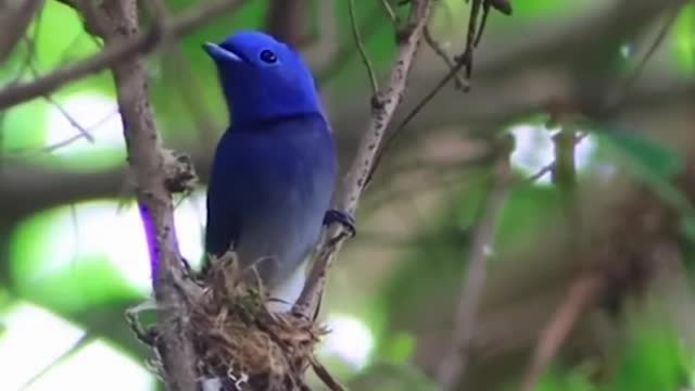 Natural em sua forma plena