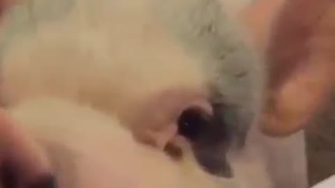 FUNNY ANIMAL VIDEOS 2021
