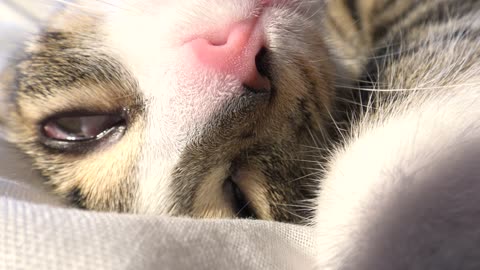 Funny Kitten Moves One Eye in His Sleep