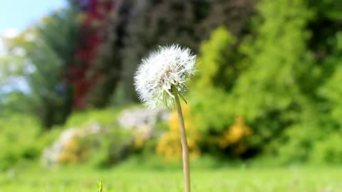 Dandelion in a forest, shallow focus shot