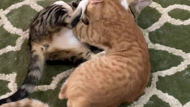 my cat's fight