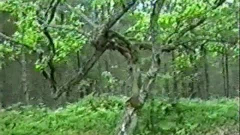 Last-Studio, Video-A I (2001)