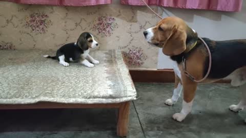 Deep conversation between father & daughter animals