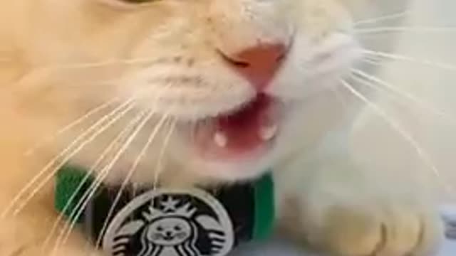 Cat funny videos | Amazing cat video |