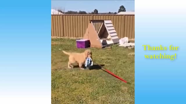 The Best Cute Baby Animals Compilation