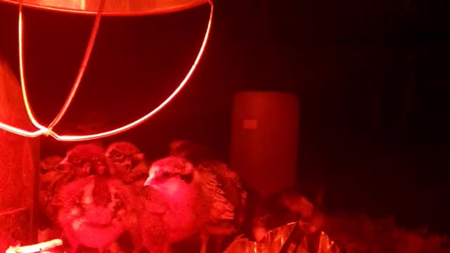 MY FIRST EVER VIDEO! Come and watch my new chicks.
