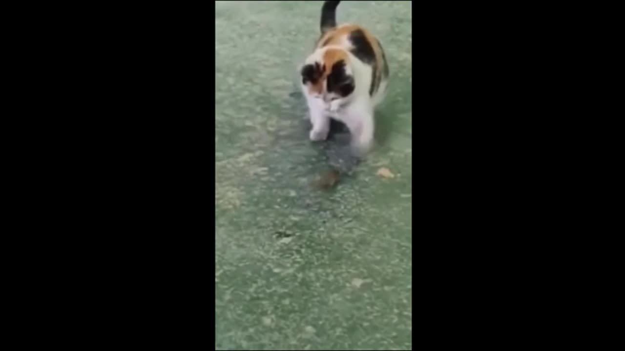 Funny animal videos- Funny cats_dogs - Funny animals