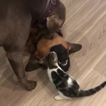 Cats Dogs played very funny