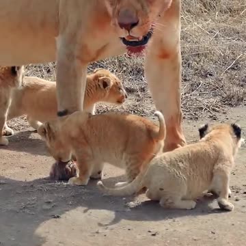 Cute Baby Lions