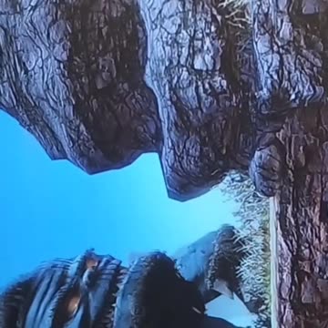 Videogame MAX 🎮🎮 🕹️ 🎮🎮