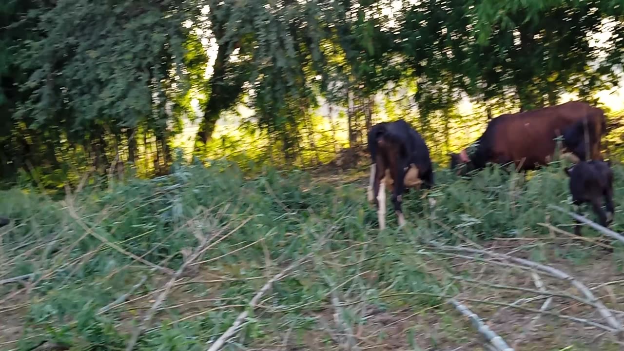 my younger brother is grazing our animals