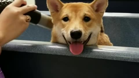 Brown shiba inu getting blow dried