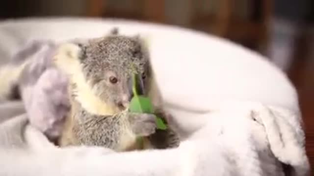 Cute baby koala video