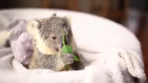 Cute baby koala video