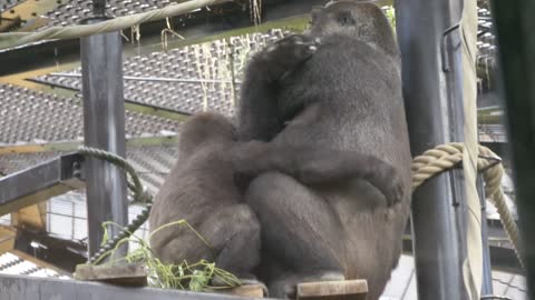 A Toddler Gorilla Not Afraid Of Heavy Rain And Thunder Any More | Kyoto Zoo