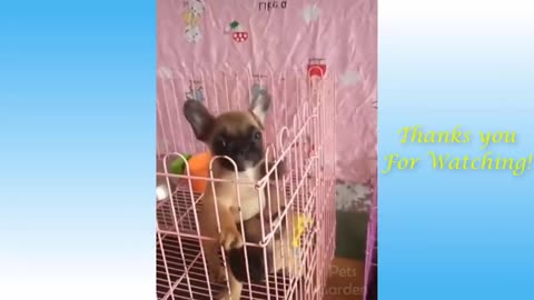 Cute pets funny compilatio