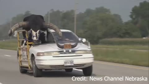 Bull rides in passenger seat of car