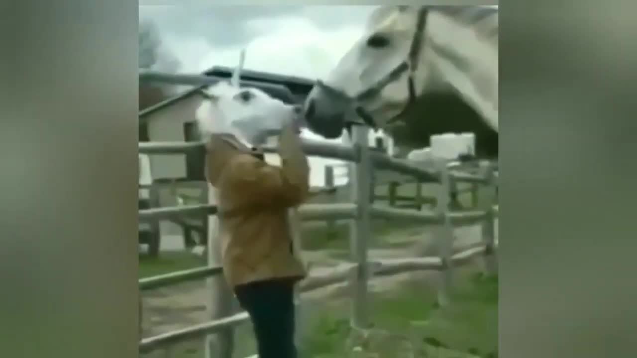 See what happened when the horse was fooled by the girl.