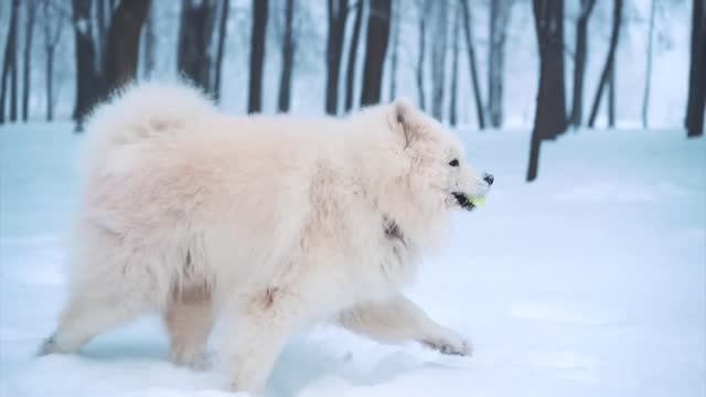 Dog enjoying in lovely weather.