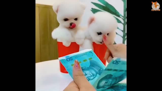 CUTE POMERANIAN PUPPY LOVES THE SMELL OFMONEY