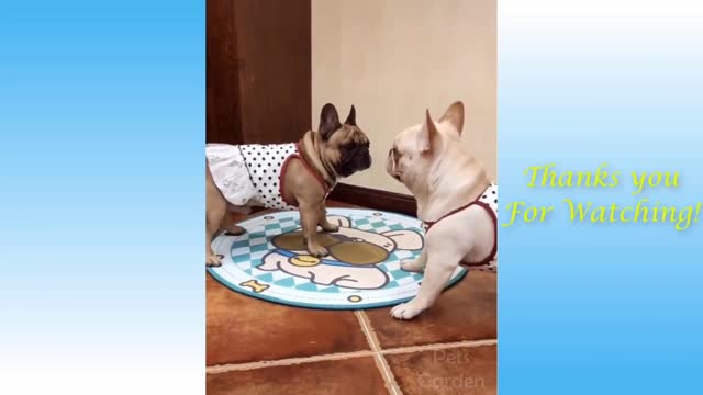 Doble dogg fighting