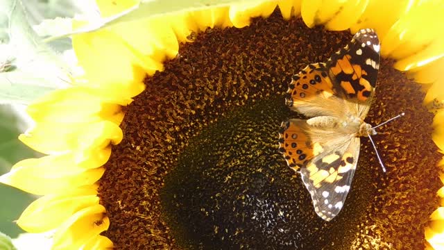 A yellow butterfly resting on a flower pistil