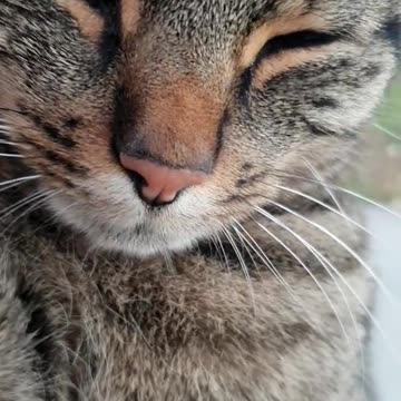 BEAUTIFUL ANIMAL SHOTS