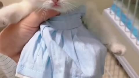 ADORABLE KITTY 😍❤️