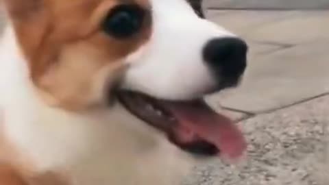 Funny Corgi Videos,