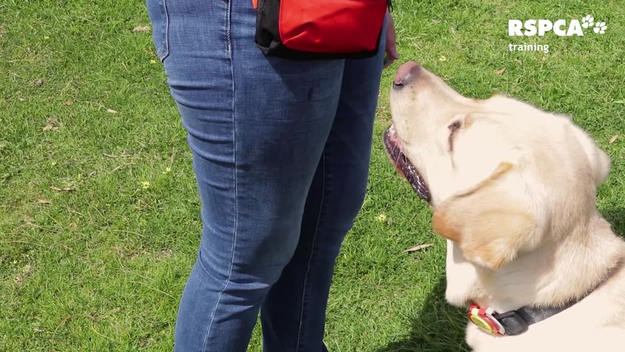 Lession - 2: How you teach your dog to touch and target