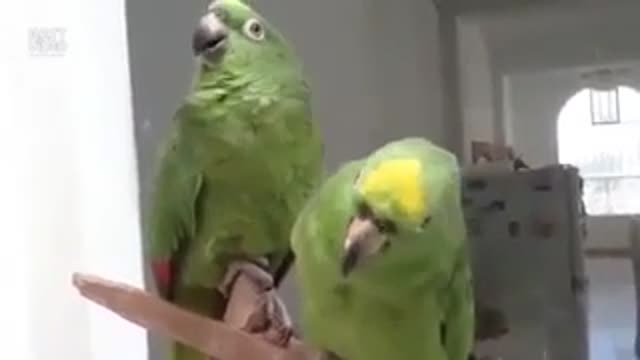 Parrots singing christian music