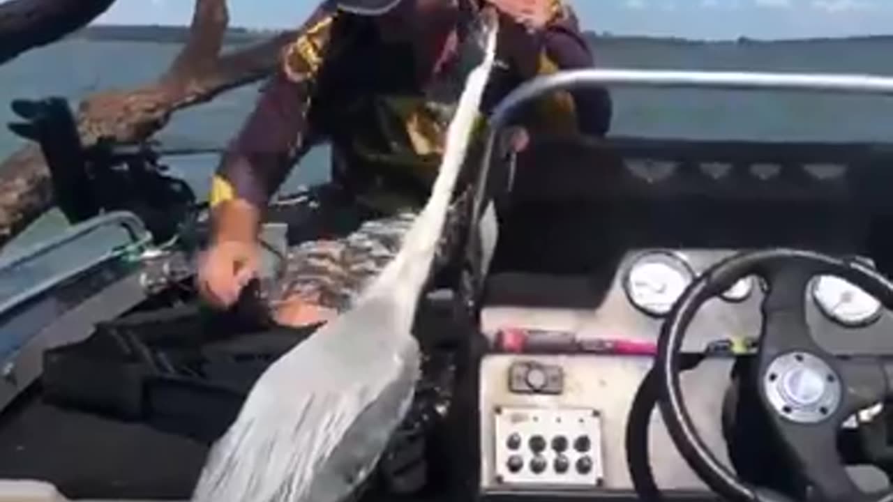 Bird stuck in net