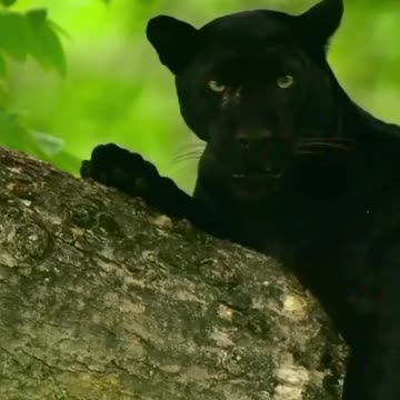 Black panther in India