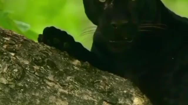 Black panther in India