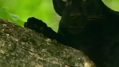 Black panther in India
