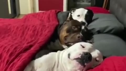 Dog funny videos🤣😂