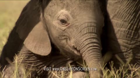 Baby Elephant takes first steps | One Life | BBC