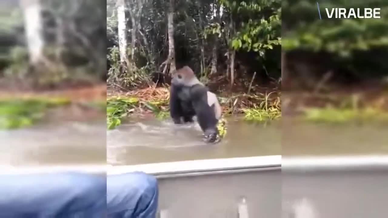 Gorilla got angry when humans got closer