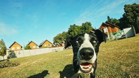 Dog Playing in the Backyard