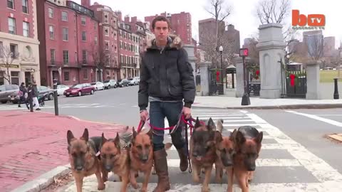 Dog Whisperer Trainer Walks Pack Of Dogs Without A Leash