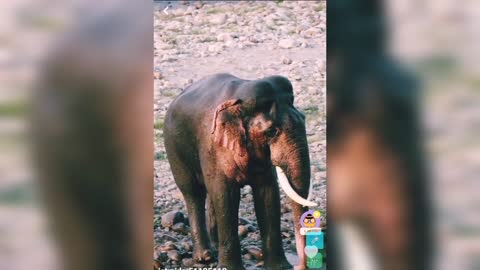 Elephant dance in the river 😍