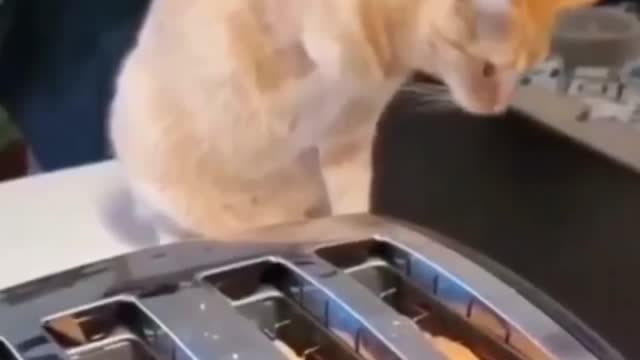 Cat making toast omg video / new cat funny video