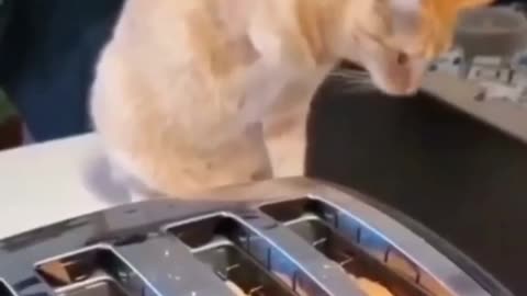 Cat making toast omg video / new cat funny video