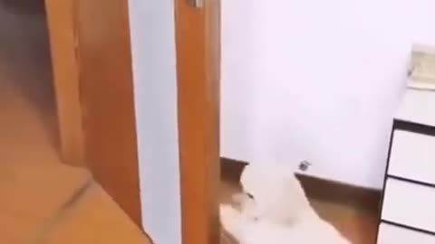 Dog Amazing Talent