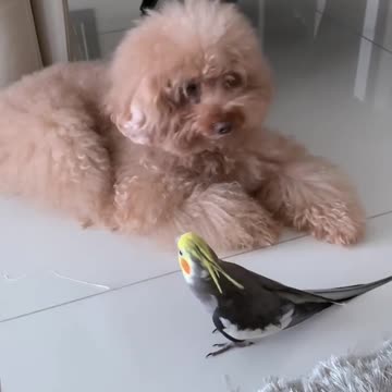 Wonderful singing of the cocktail bird at home, psychological comfort and calm